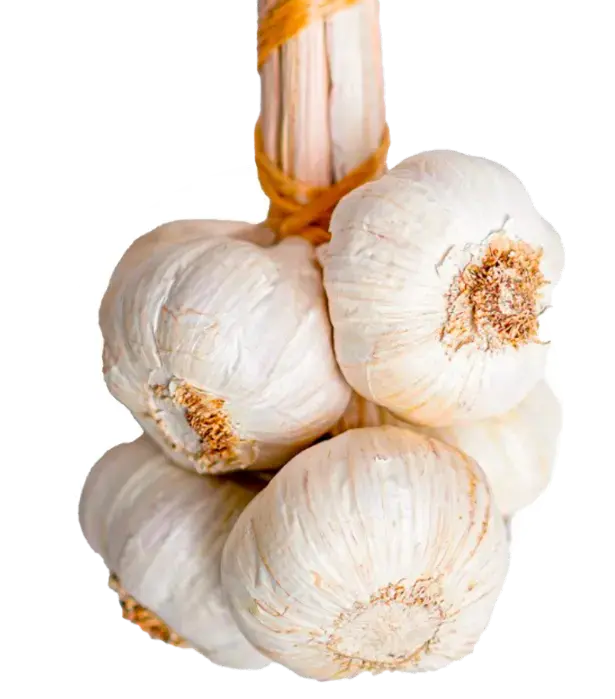 Ajo_gourmet2x