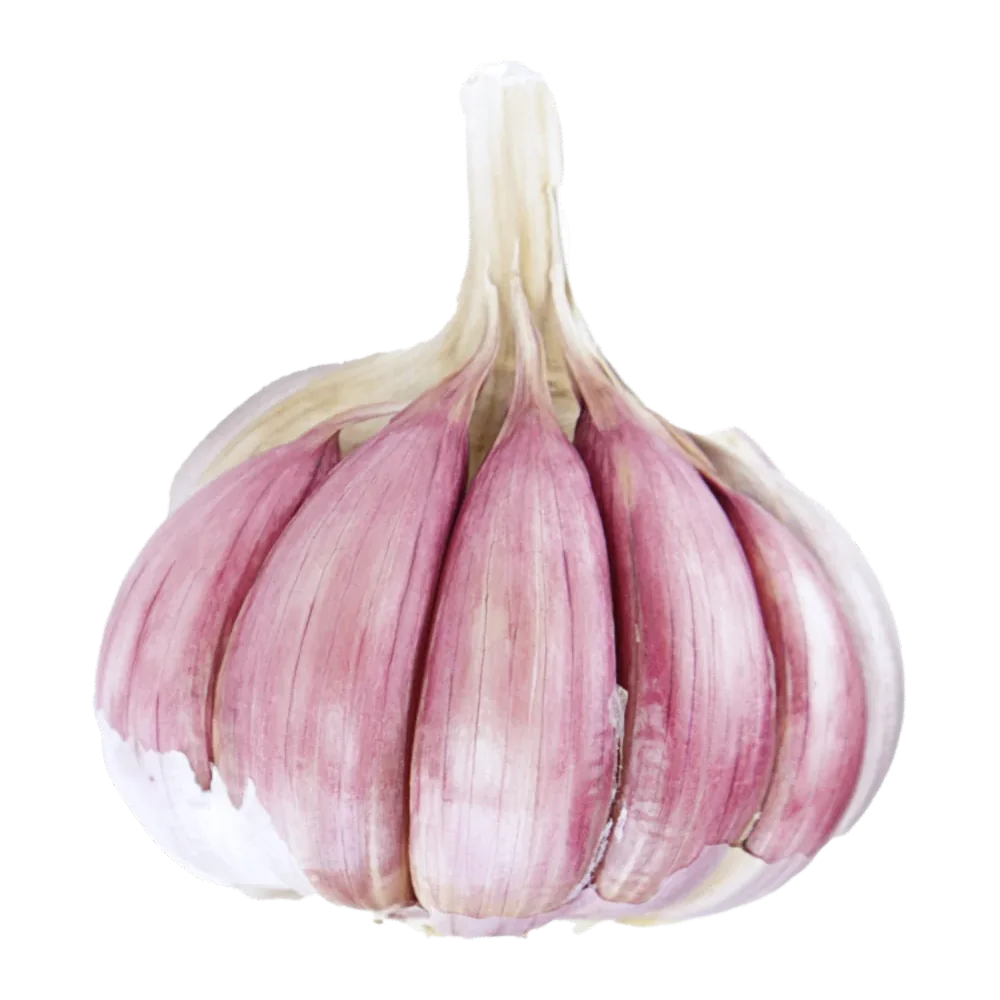 ajo-morado-castellano-product